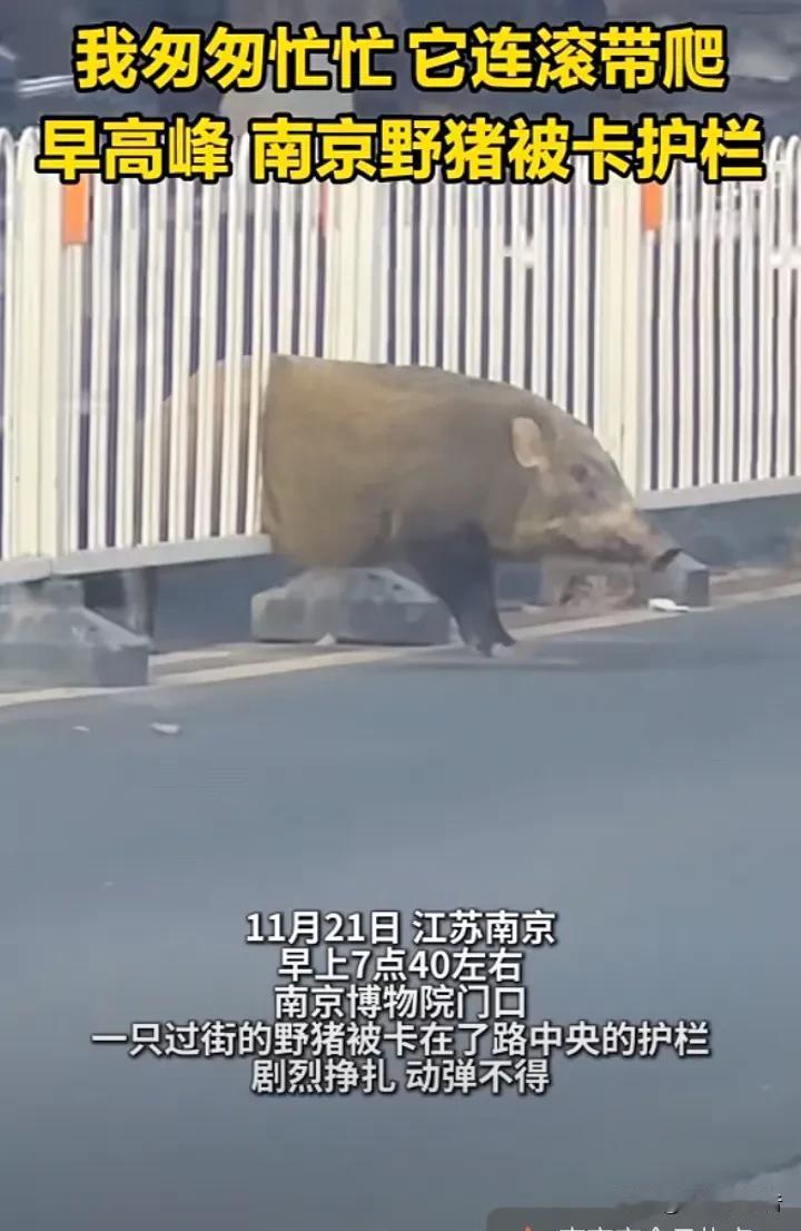 “猪老大”进城没经验，卡在南京道路中间护栏里，后被专业机构救援。
       