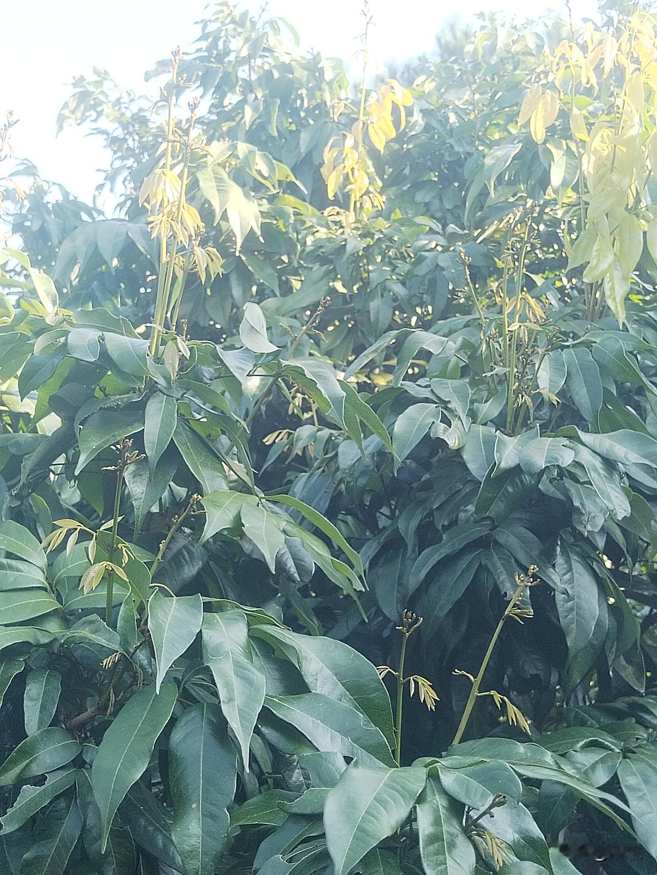 荔枝树在日暖夜冷中蜕变

前几日瞧见树顶冒出几支嫩芽，我的心瞬间揪紧，不安涌上心