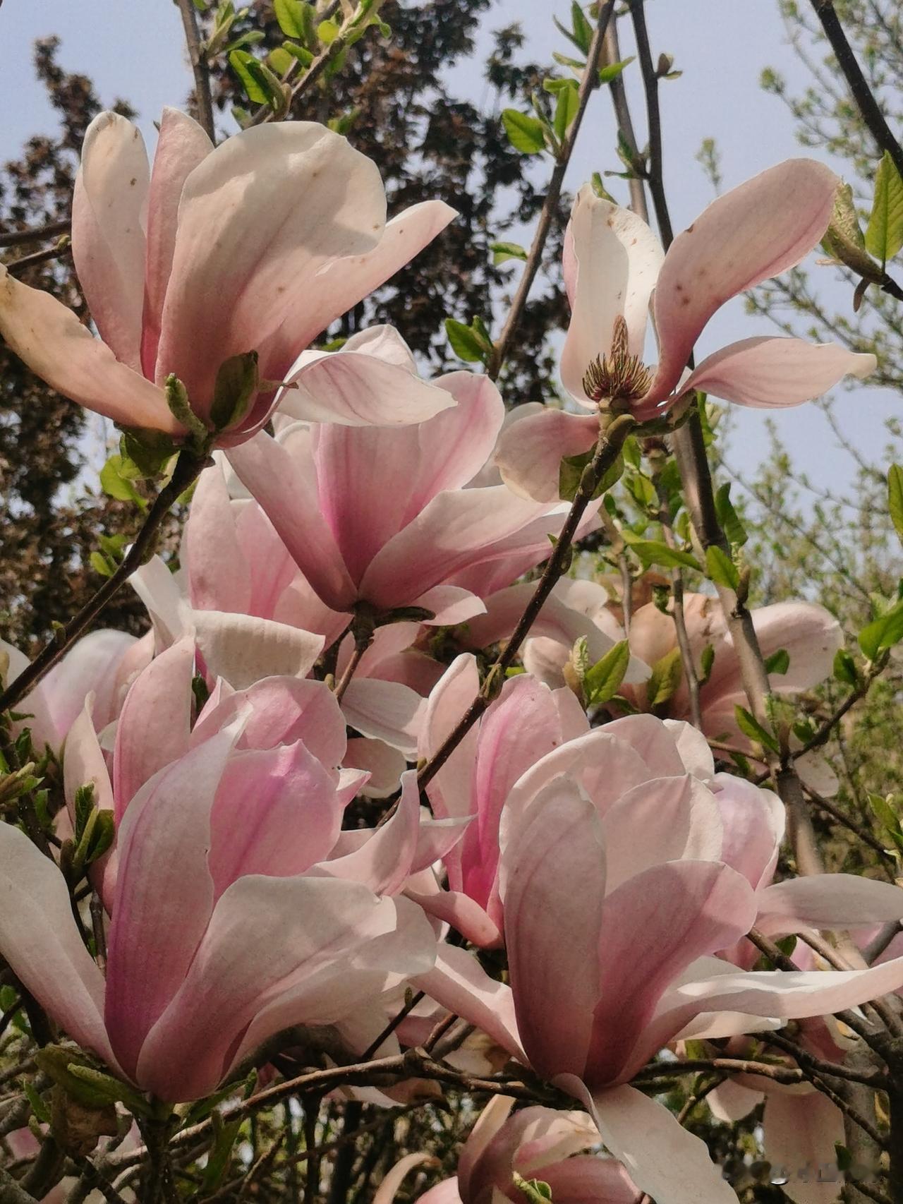 稍微留心，身边处处都是风景。以前真没注意，玉兰花还有这么大朵的，可能天天路过忽略