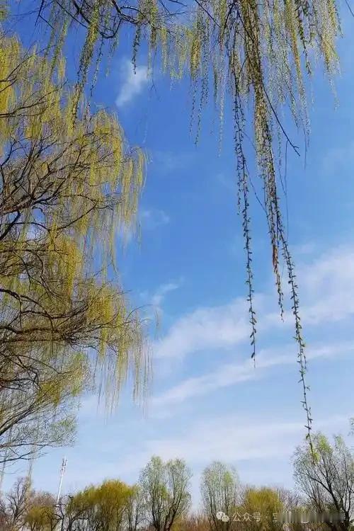 踏春
未见天空飞紫燕，已闻杨柳绿芽出。
今年二月春来早，莫把东风视有无。