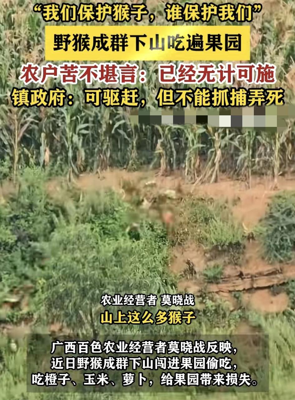 广西百色一农业经营者在网络上发布视频称，他们经营的果园，经常会遭到山上的猴子下来