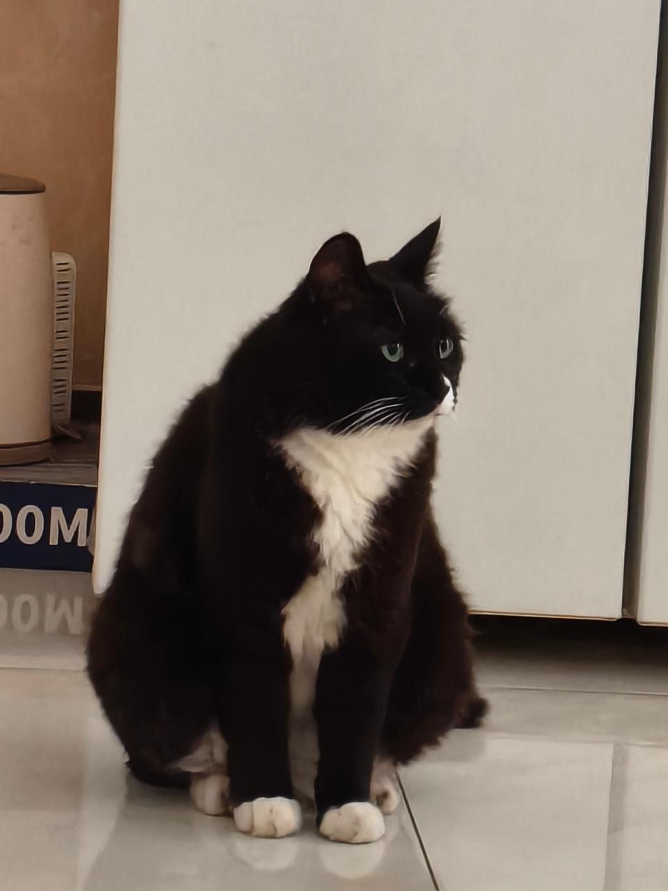“小猫是溜肩大饭团，根本背不住书包……”daily奶牛猫 （投稿：） 