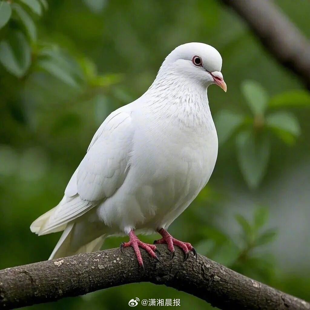 【#上海一小区居民饱受鸽患之痛#】近日，上海浦东新区绿洲小区居民反映，20号楼业