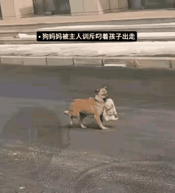 太有脾气了！这小狗简直成精了，被主人训了几句，直接带着娃离家出走，一点不含糊！主