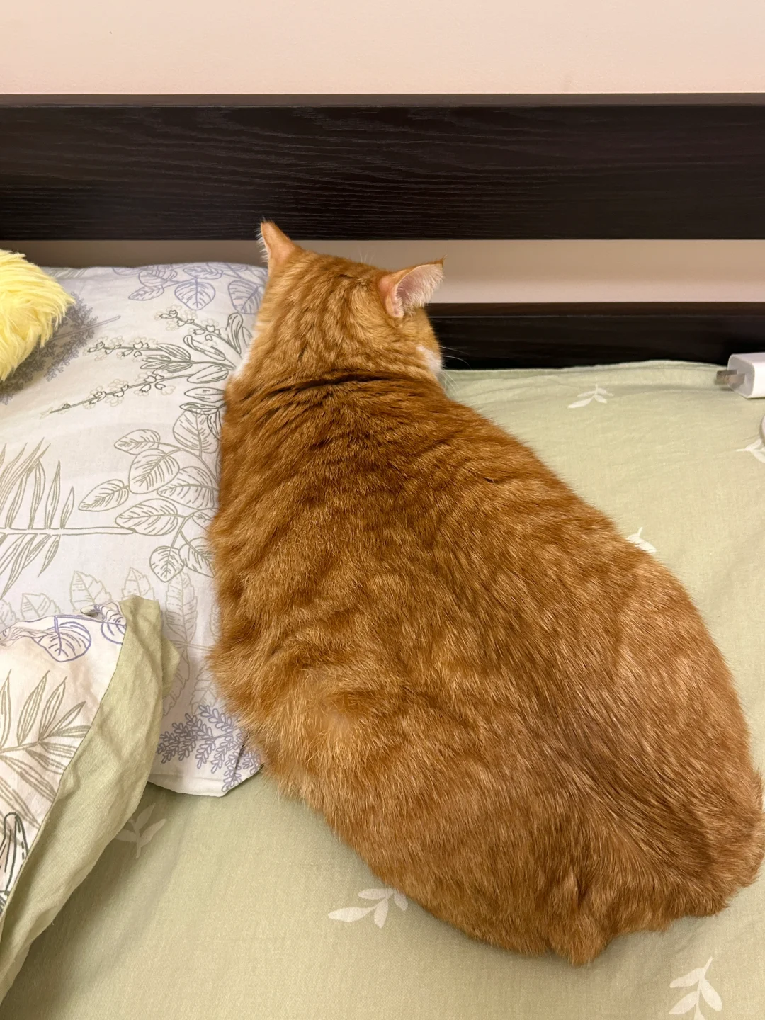 别人养小猫我养大面包