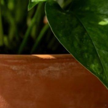 绿萝的种植一、种植方式(土培/水培)土培(更易养爆盆)1.土壤选择:用疏松透气的