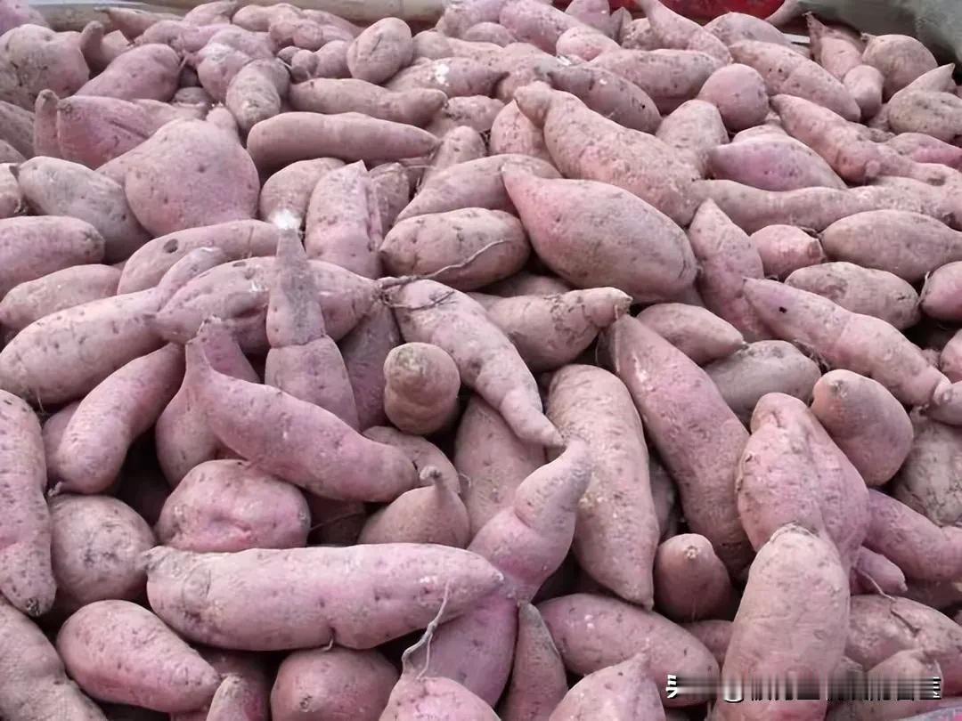 农业生产中农产品滞销常见，像红薯、南瓜等，其实廉价滞销的红薯经发酵能成猪的优质饲