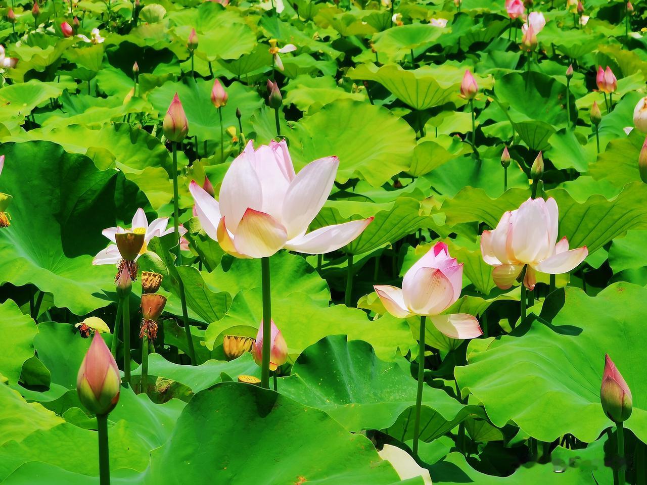 晒图笔记大赛柳江百朋和村荷花盛开。