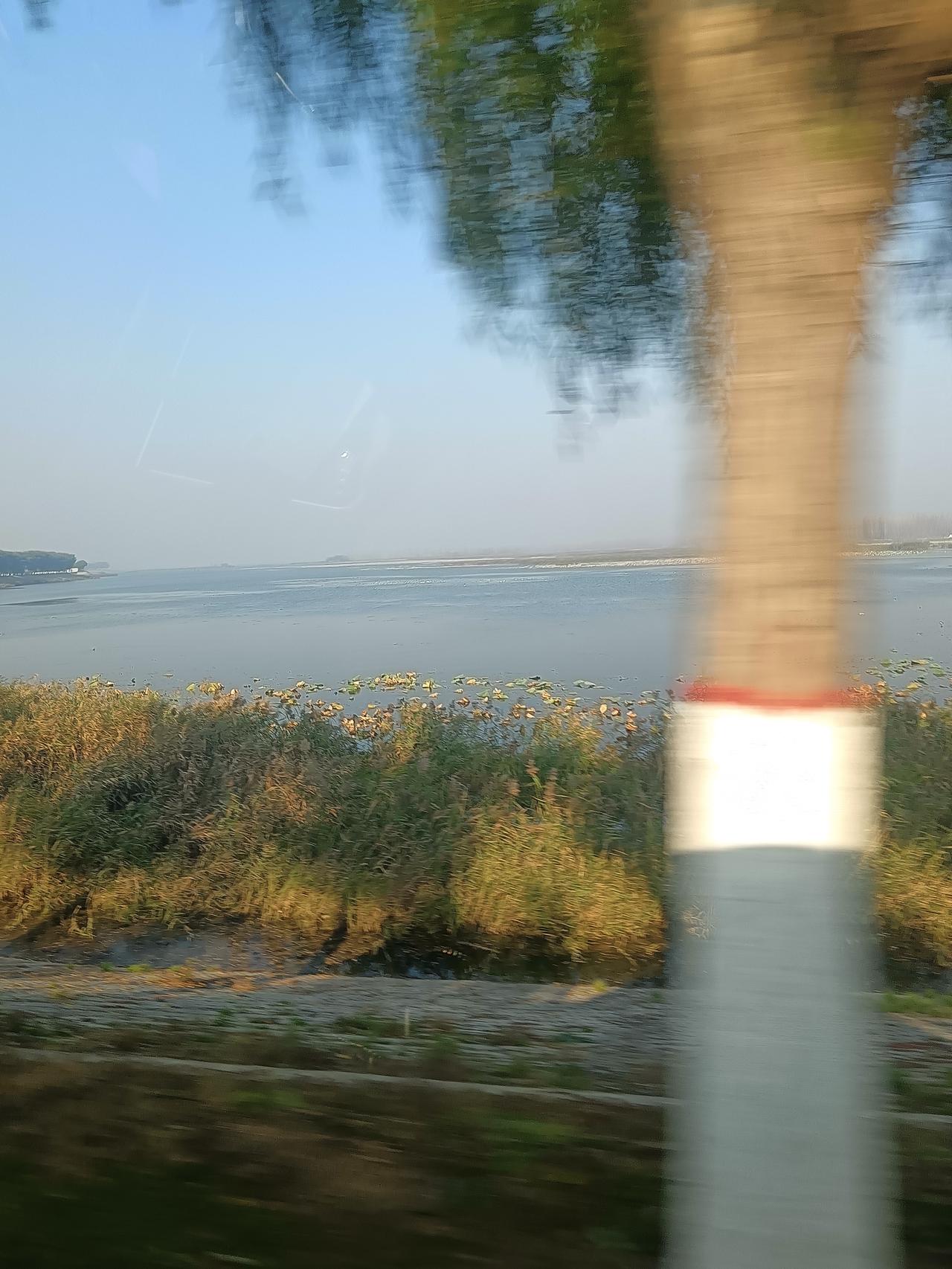 东平湖的野鸭子这么多，看来水好鱼虾多。