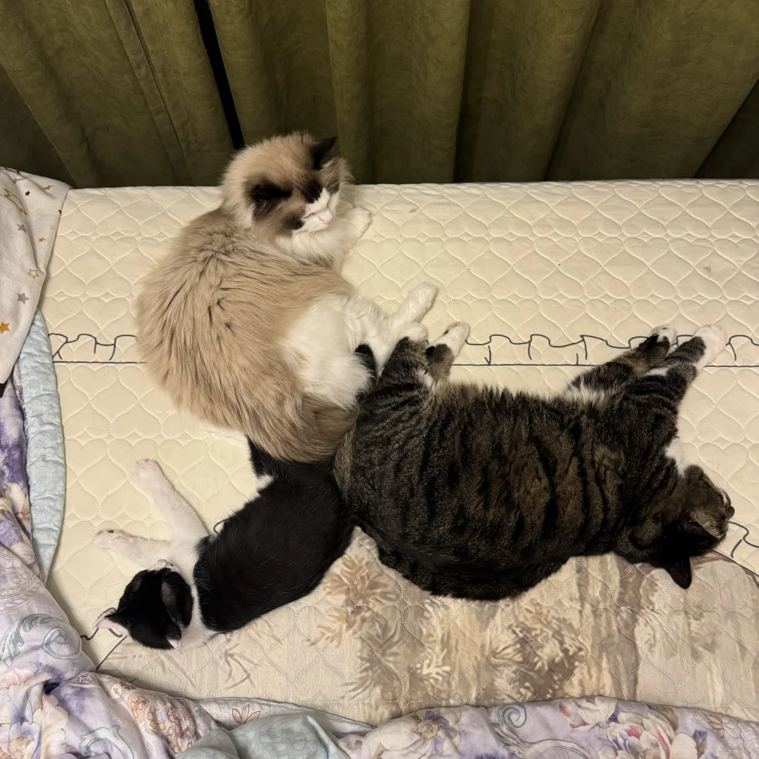 三猫聚腚 屁股开会？