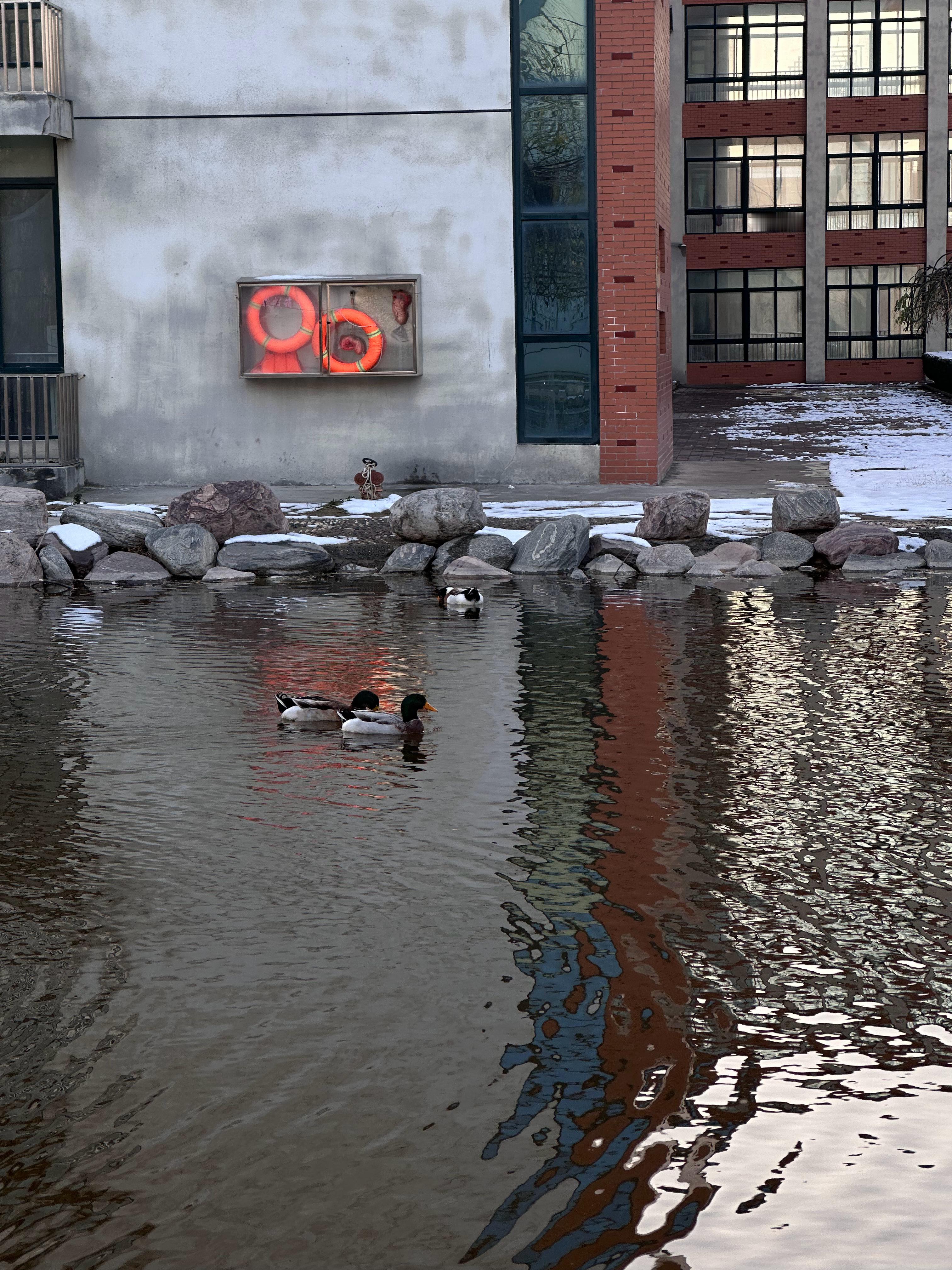 图1我正在学校里看鸭子然后好像不小心踩到了大鹅的领地发疯一样追着我 