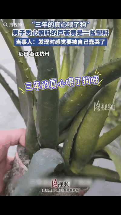 笑死了！杭州一男子三年前在夜市买下这盆芦荟，
越看越喜欢，
天天细心浇水、按时施