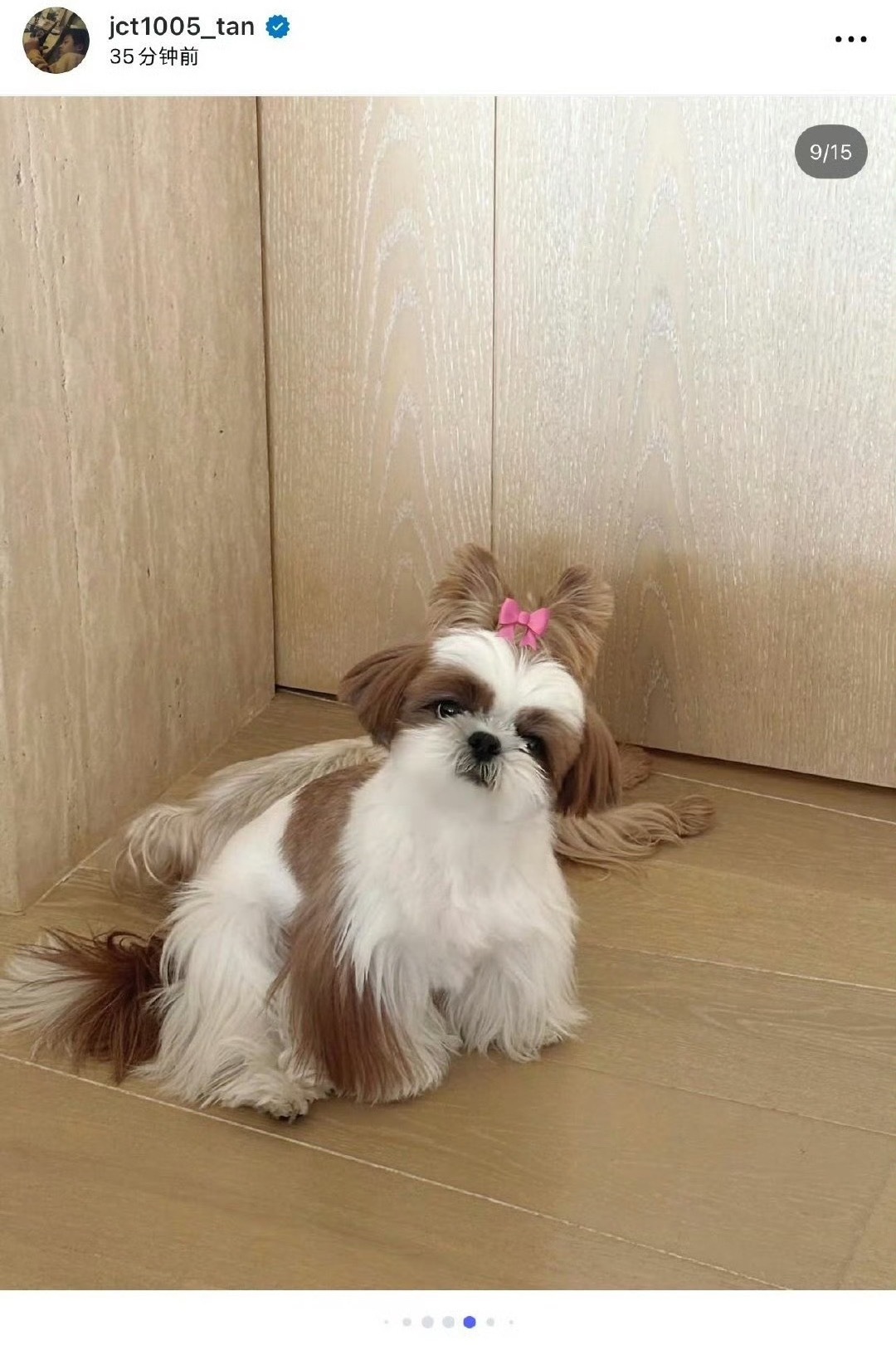 请问照片中有几只修勾～૮₍ ˊᯅˋ₎ა૮₍  ˶•⤙•˶ ₎ა 
