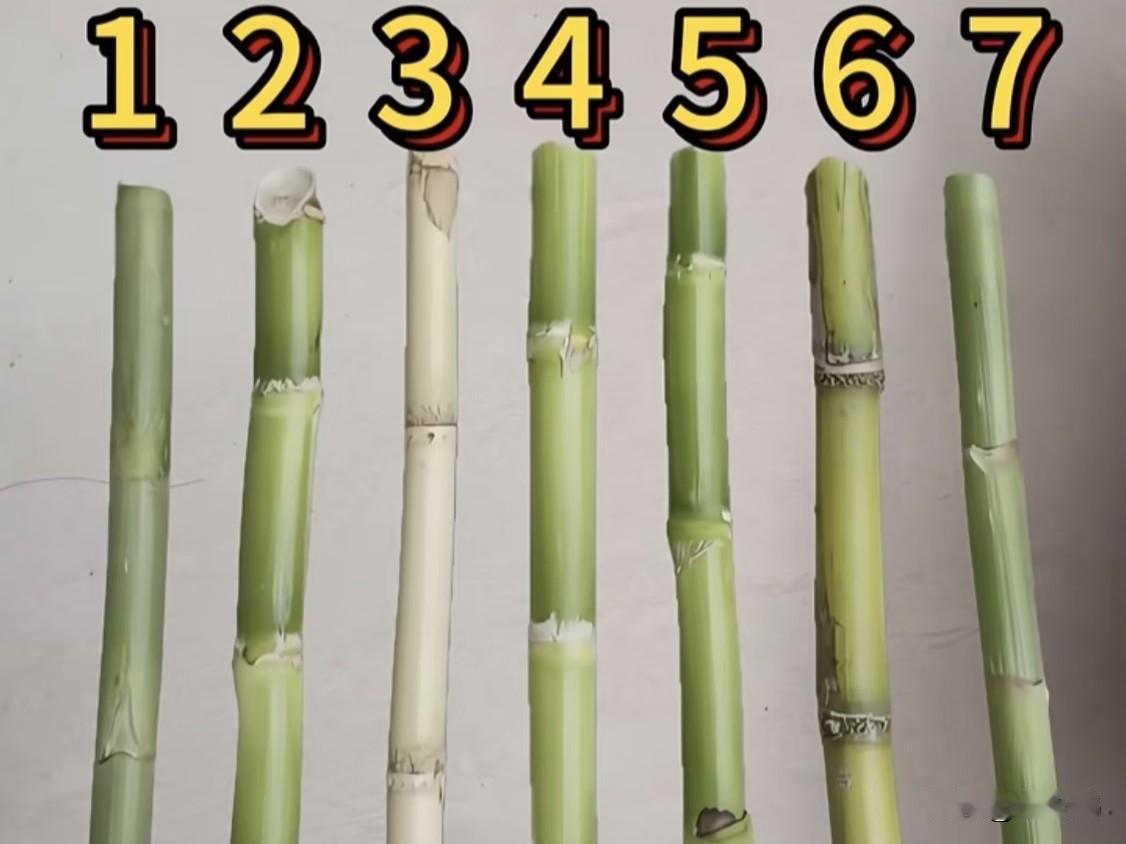 考眼力，几号是甘蔗？