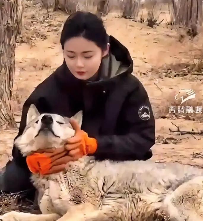 内蒙古一头野狼，干了件颠覆整个狼族认知的事。它怀孕了，肚子大得快拖到地上，眼看就