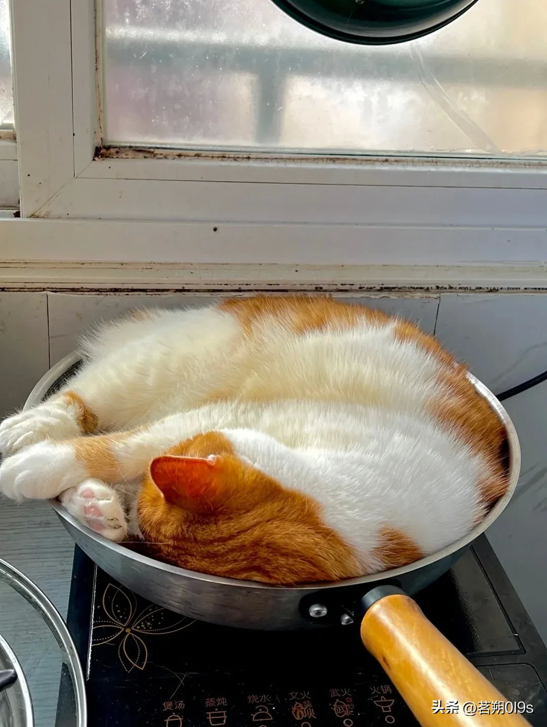 锅要好好洗洗了，锅里都长猫了...