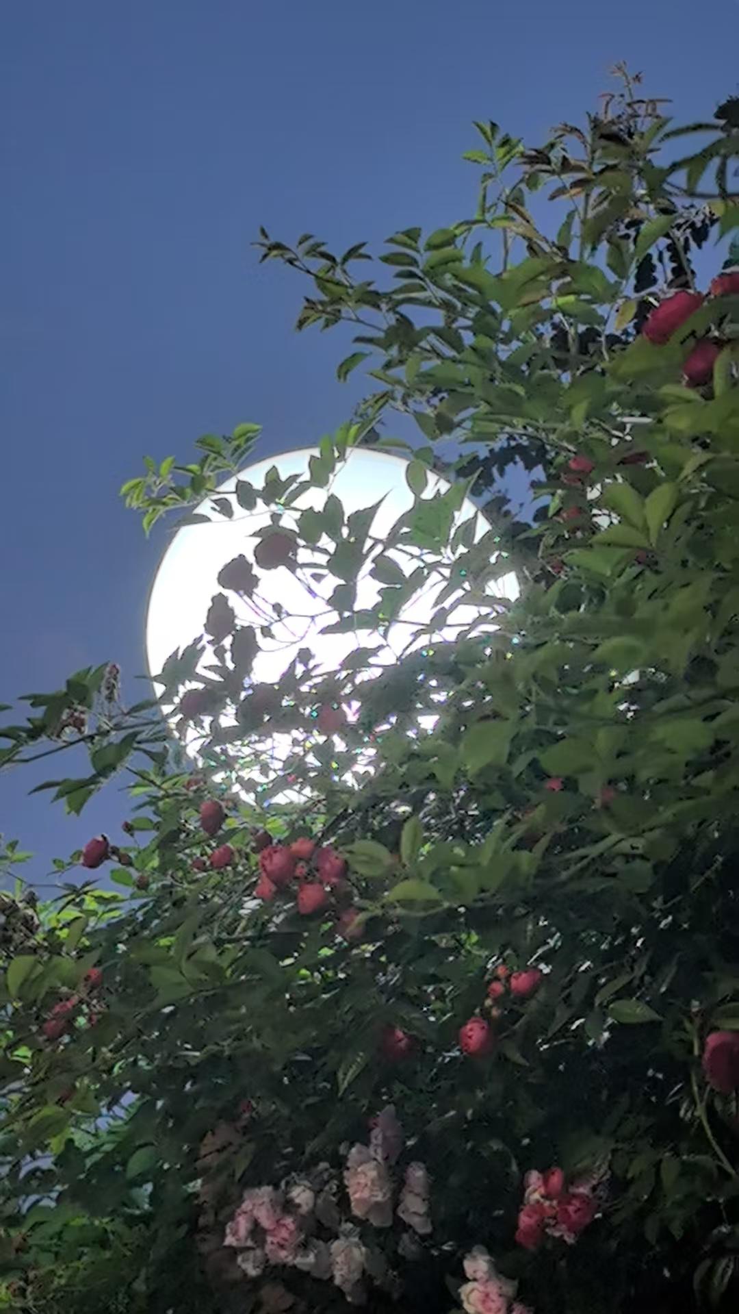 有人说，月亮没这么大


也许没看见
这么大的一个月亮
从花间升起
走过。至于是