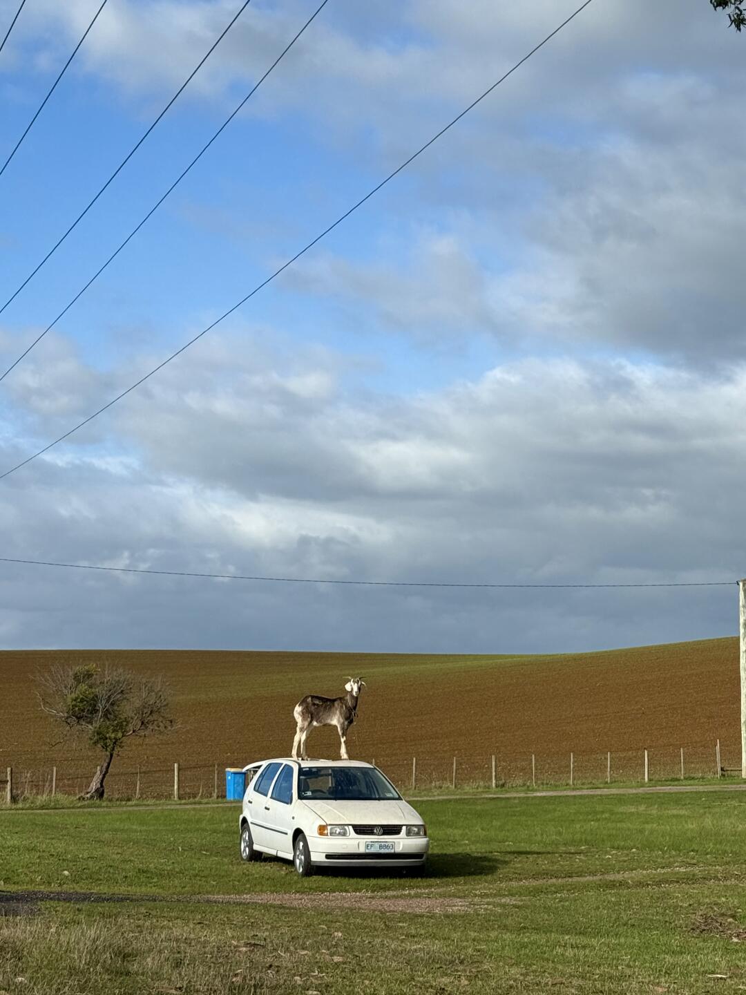 A bit of Tassie