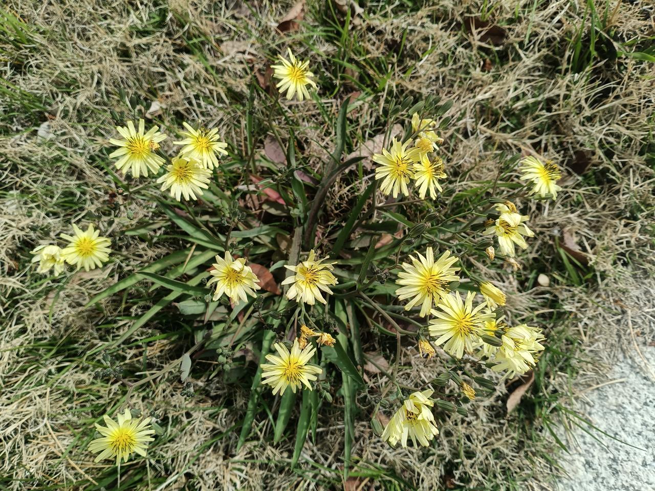浅黄星芒般的苦菜花，在草间舒展，细碎的温柔里藏着山野独有的清冽与倔强。