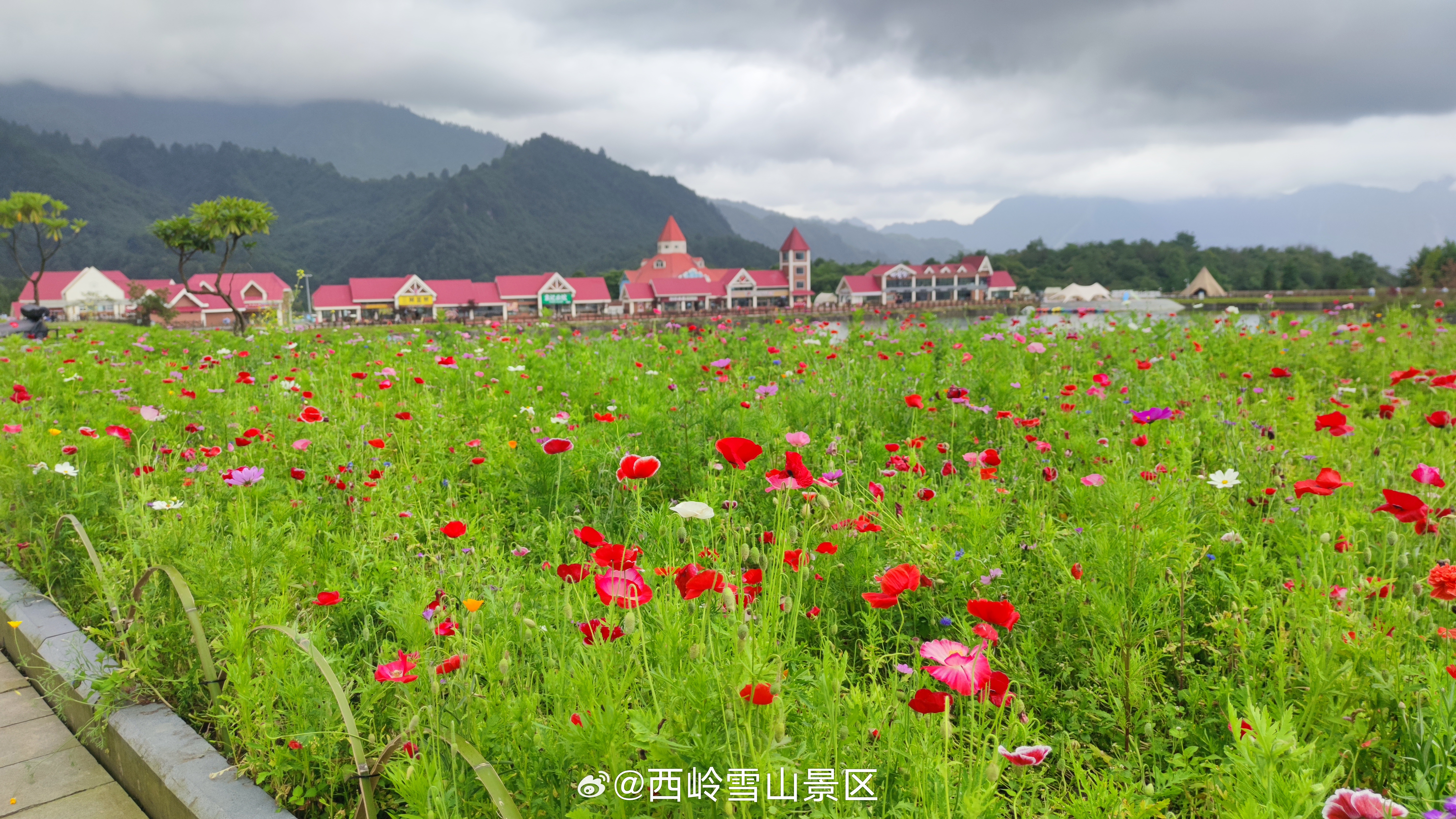 在西岭雪山20°C的夏天里，遇见虞美人盛开的山坡#西岭雪山[超话]# ​​​