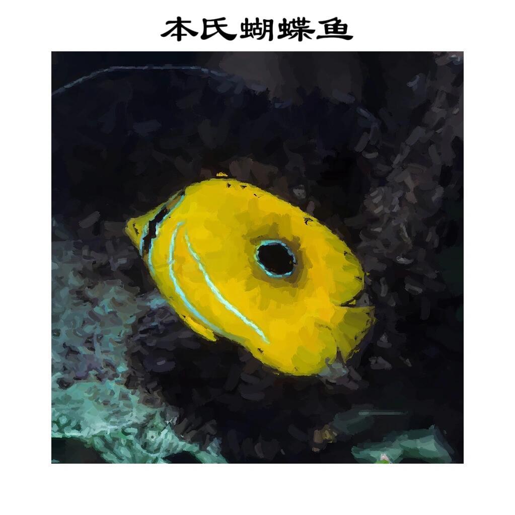 家人们！今天必须安利海洋里的“活体艺术品”——本氏蝴蝶鱼！✨奇妙生物圈动物科普 