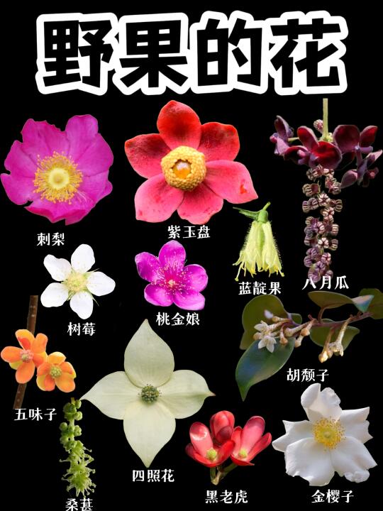 【野果的花】你们那儿的野果开花了吗？