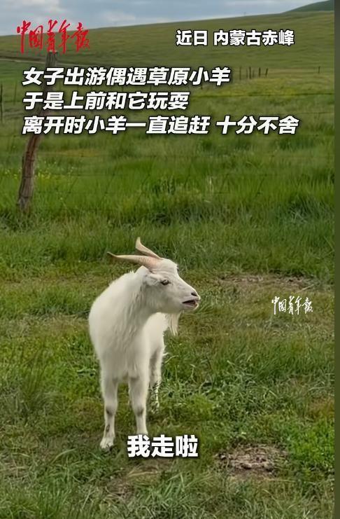 这小家伙真的通人性！"一位女子前往内蒙古草原旅行，与一只小羊相处两日，竟建立了意