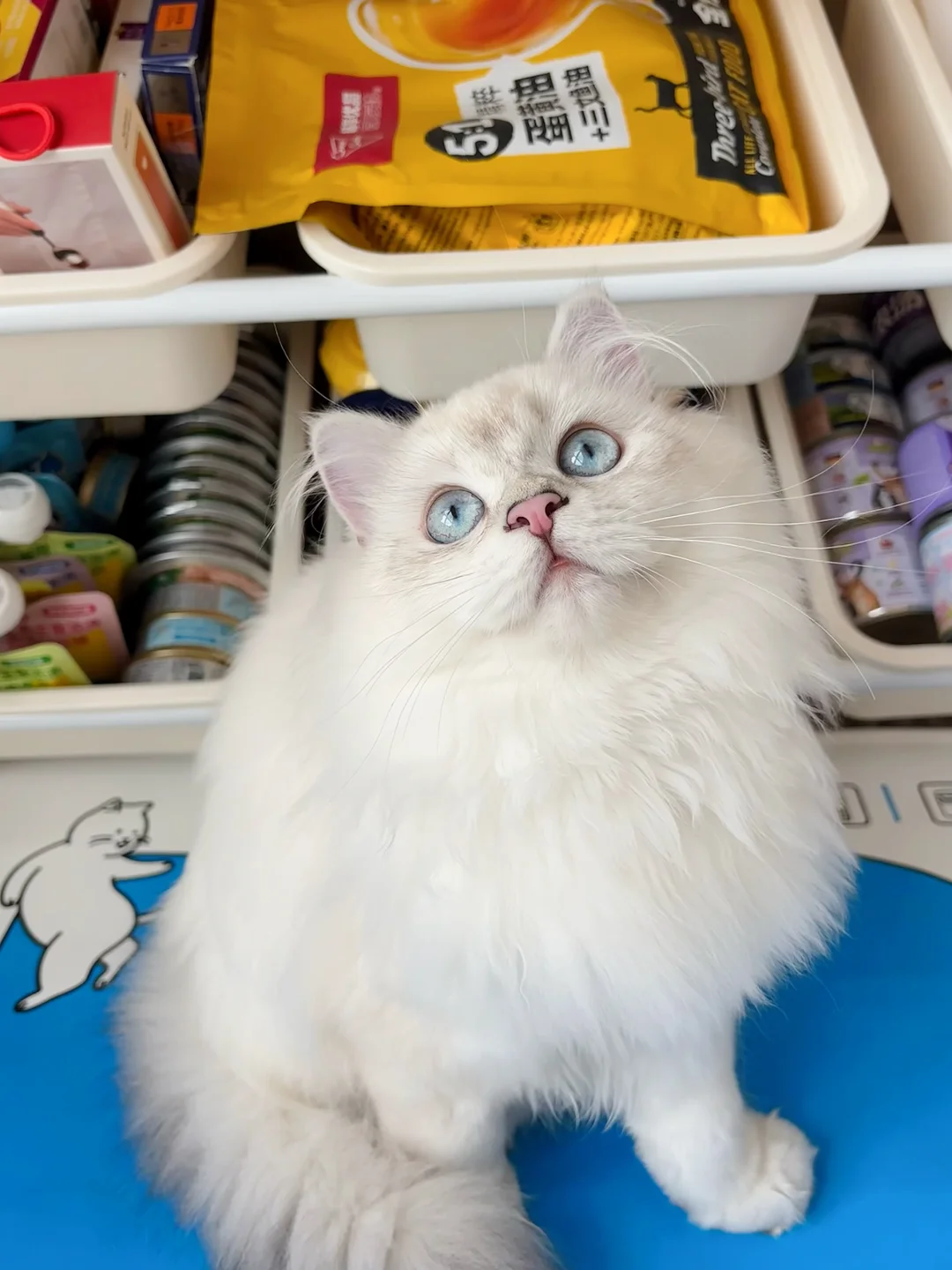 真没换猫！就是喂了一个月蛋黄油猫粮而已