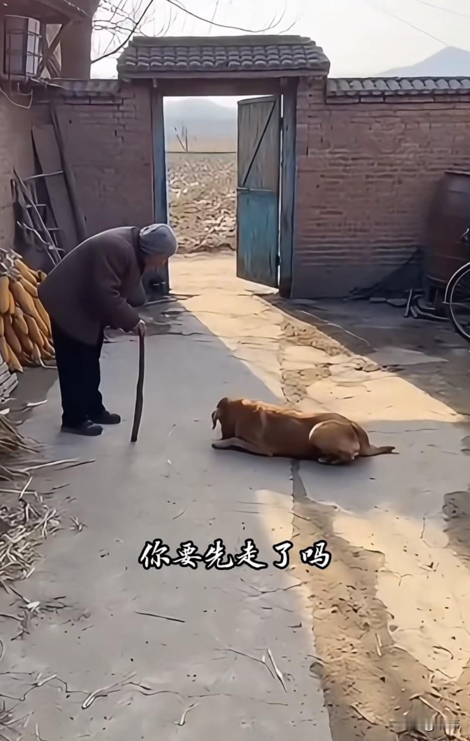 泪目了！一位老奶奶养了一只狗狗，十多年来一直对它视如己出，非常疼爱，它也非常依赖