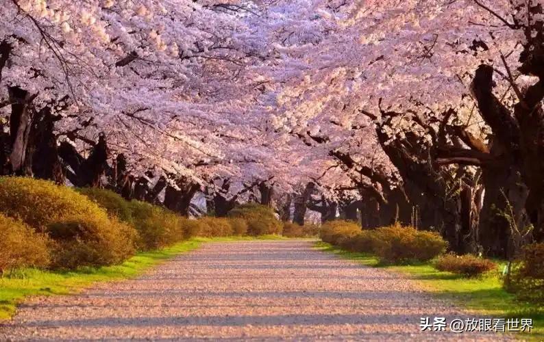 普通视频加滤镜就变梦幻日本
Z世代玩梗拆穿日式滤镜假象
全网开始反击无脑吹日本热