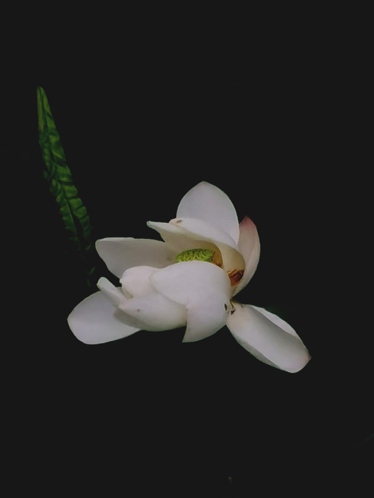 从杭州回来，路过洋泾湖北岸，拍了几张白莲花。洋泾湖 荷花 莲花