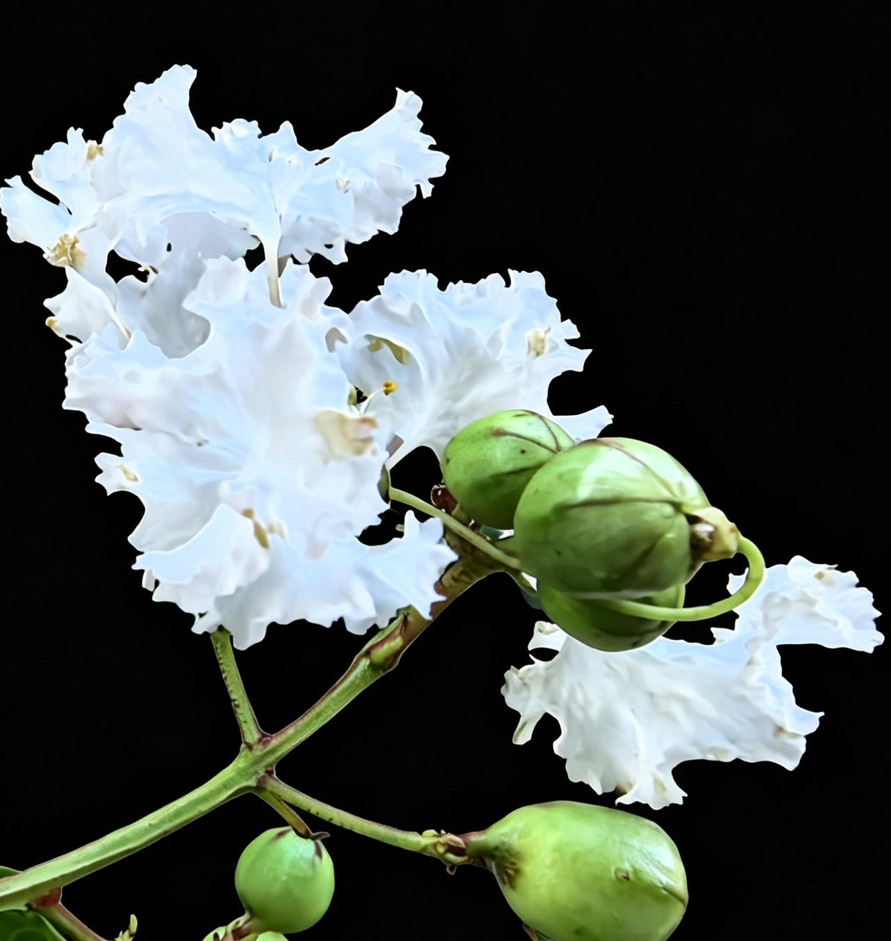 一朵朵小白花，长在绿色枝条上。