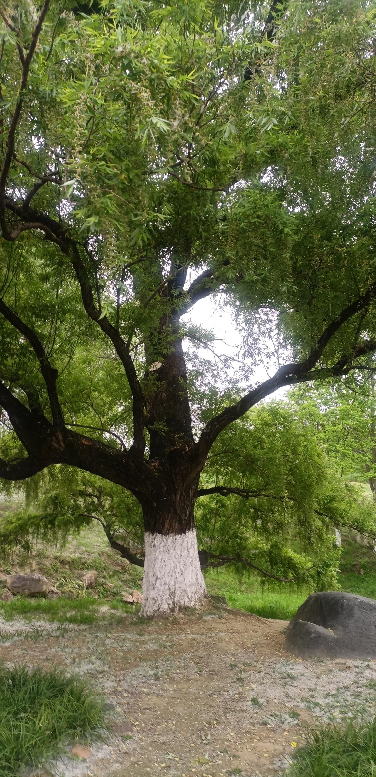 【春之韵·成为一棵坚实的大树】今年春天最想实现的心愿

历经风霜雨雪，
成为一棵