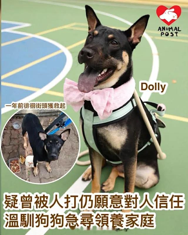 要爱护动物狗狗 「疑曾被人打仍願意相信人類　溫馴狗狗尋領養家庭..」【動物專訊】