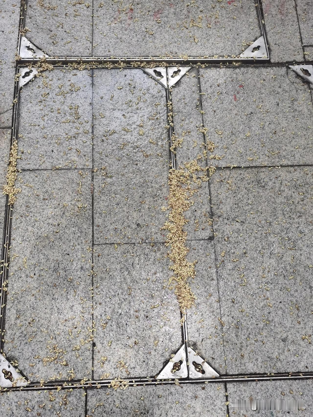 今天早上又是打雷，又是一场暴雨！
所幸 ，刚送完孩子上学才下，不然骑上小电驴会淋