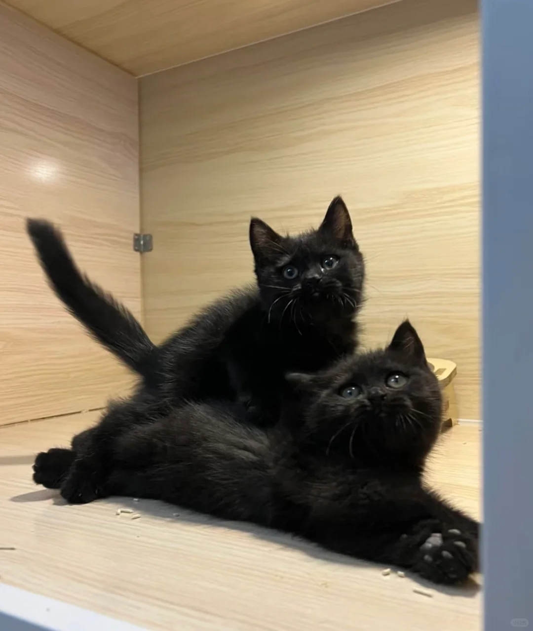 🇭🇰HK一窩純黑英短BB～價錢合適💛