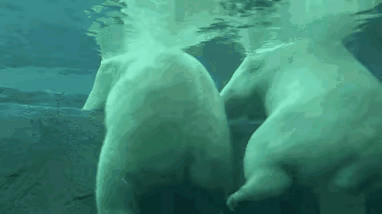 熊大：你这个老六，游泳就游泳，为啥还踢我的屁股三脚，还真够痛的……
熊二：不好意