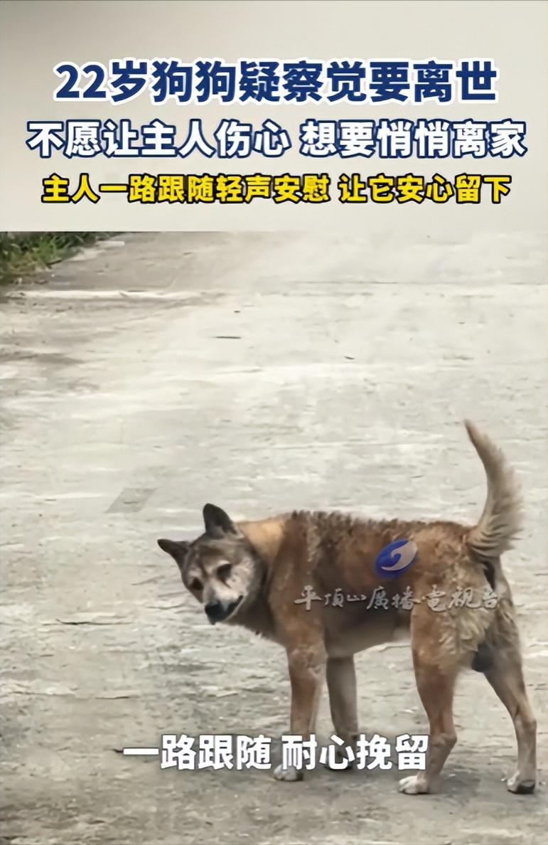 “别出去，就死家里，没人嫌弃你”，江西一个男人，凌晨跟在自家22岁的老狗身后，低