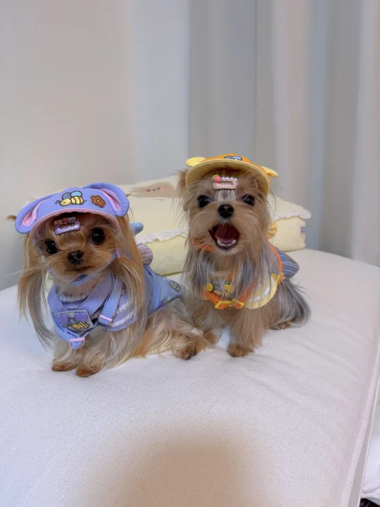 新衣96｜新的幼稚园小朋友来报道啦