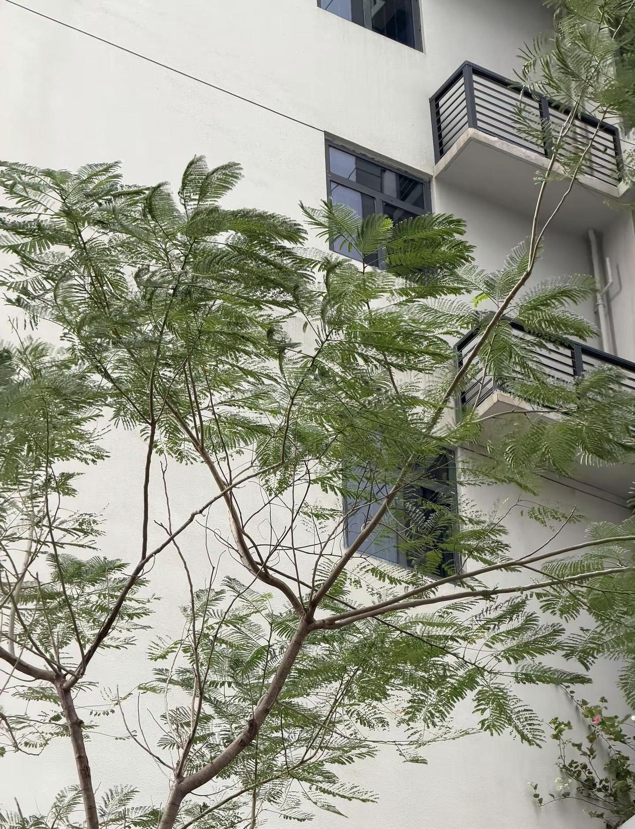 大雨前的风特别舒服，风里夹着草腥味和水汽味闻着非常高兴～广东这几天的天气非常“粘