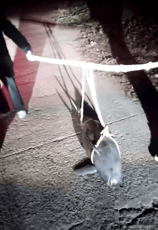 湖北一江豚被五花大绑抬上岸？当地派出所：已死亡多日------12月11日，有网