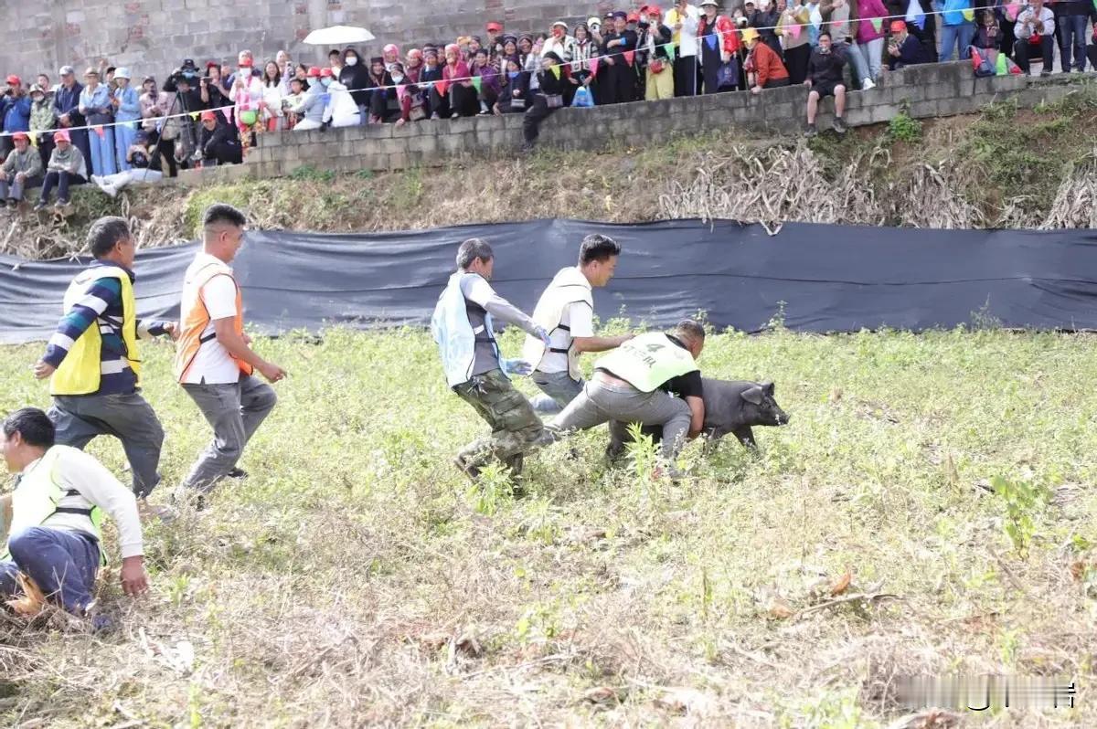 #喊网友按年猪的“呆呆”走红#[泪奔][笑哭][捂脸]上一个在合川摇来这么多人的