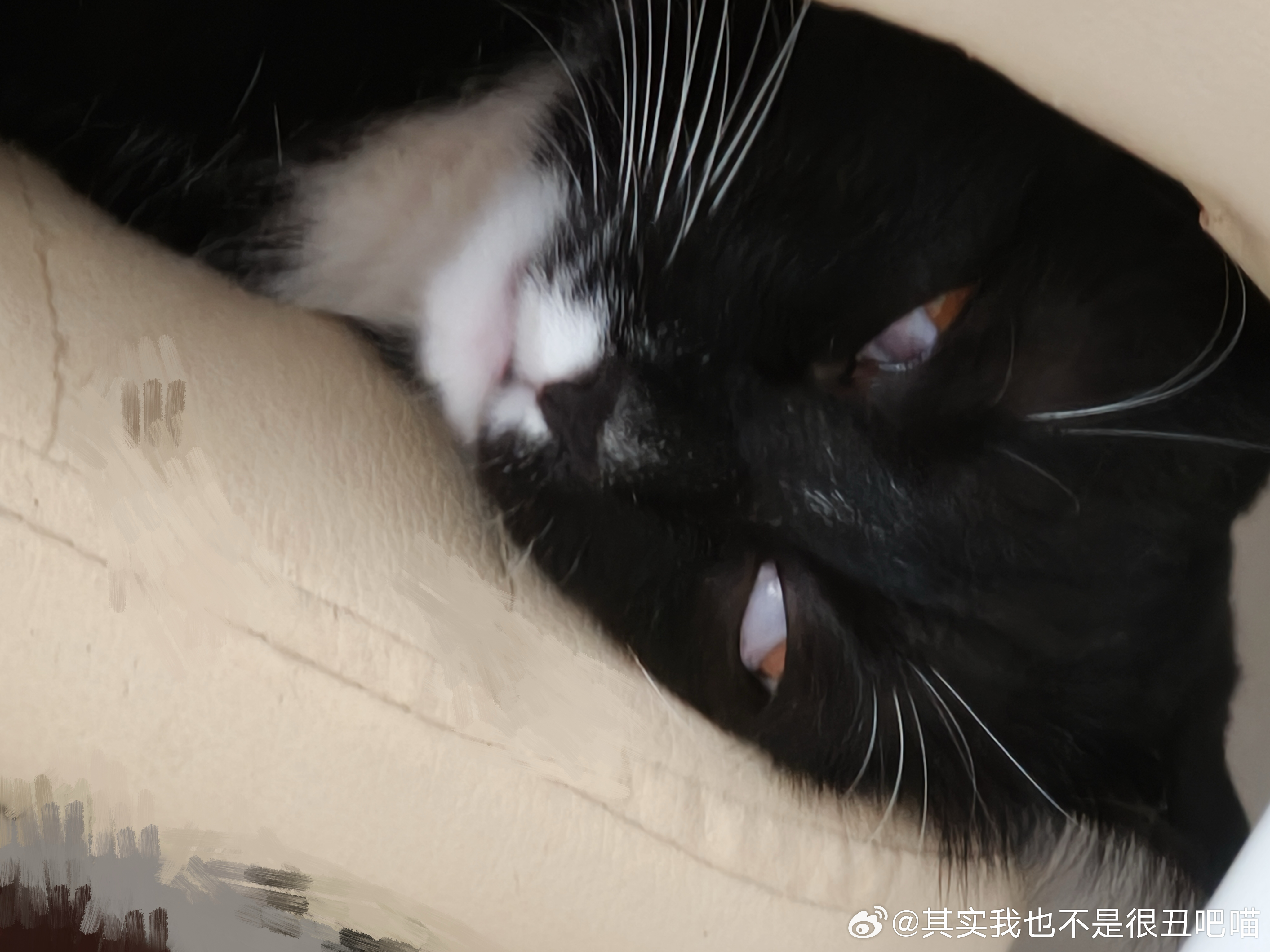 49347【丑猫】怎么可以睡成这个样子