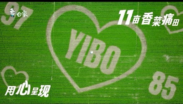 原来11亩是出道11年的意思，好霸道朴实的爱🍀白象为王一博种了11亩香菜痛田 