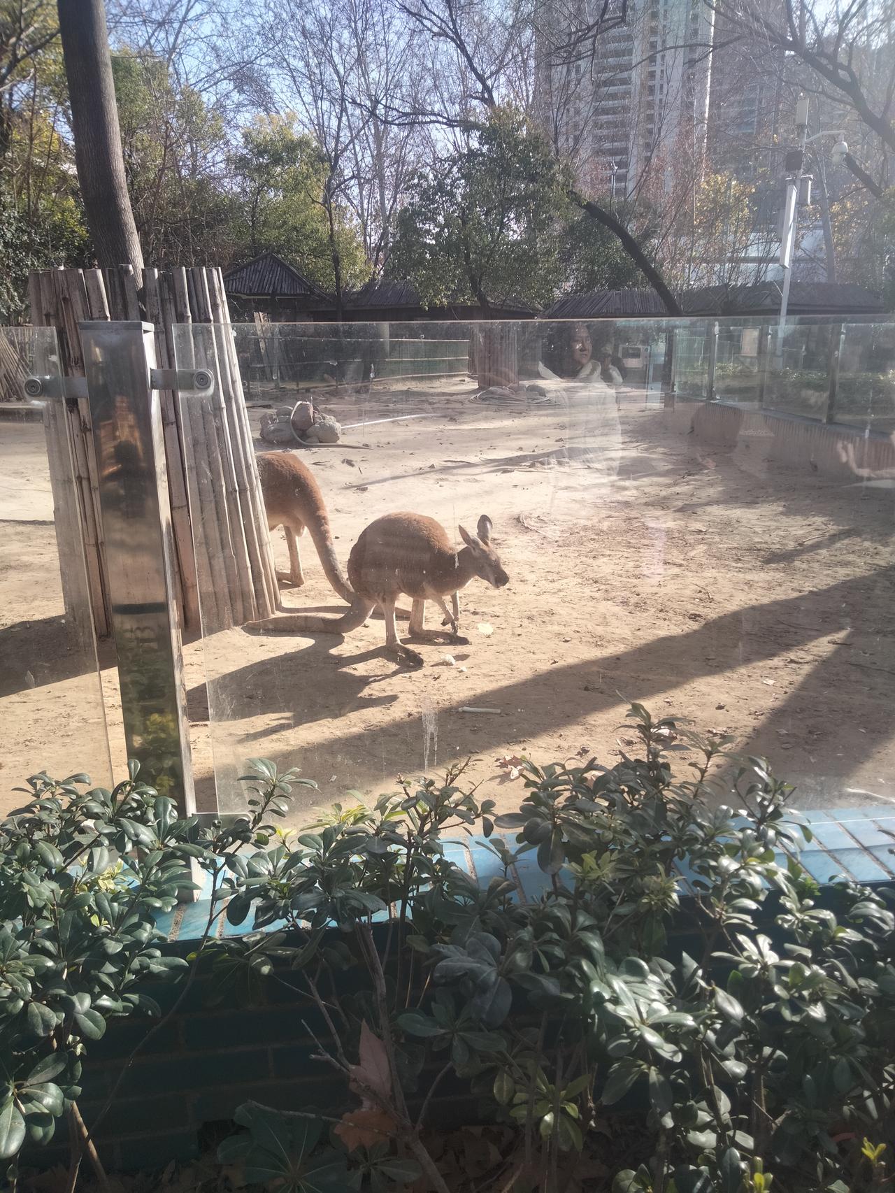 郑州动物园里动物多。