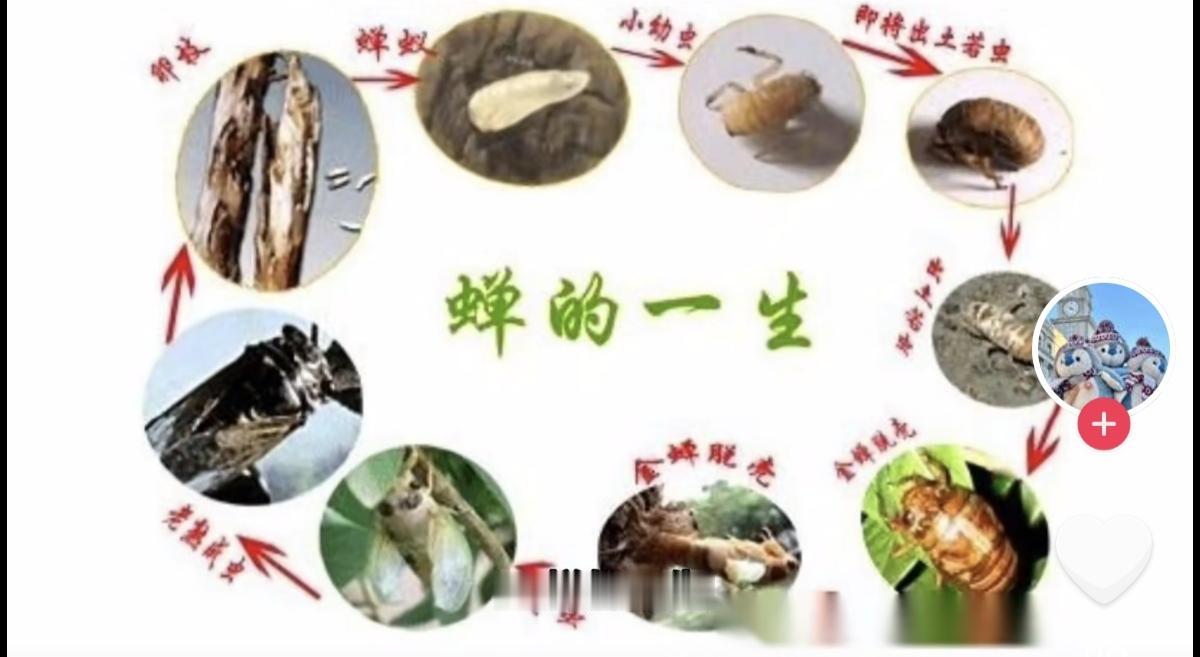 不同的地方叫法不一样，知了的幼虫常见叫法众多，书面学名是蝉若虫。民间常称金蝉、知
