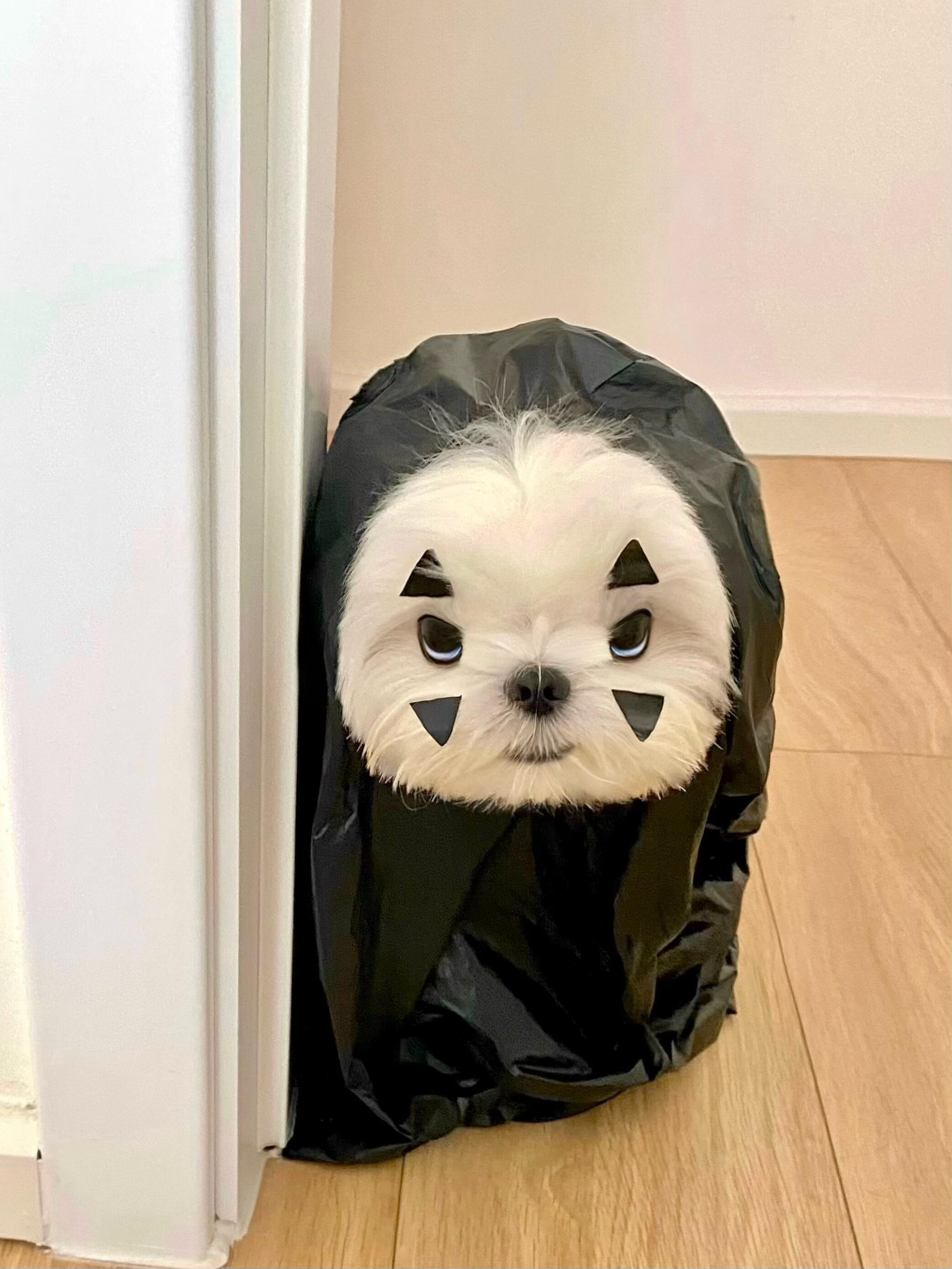 可爱鬼来啦 ​​​