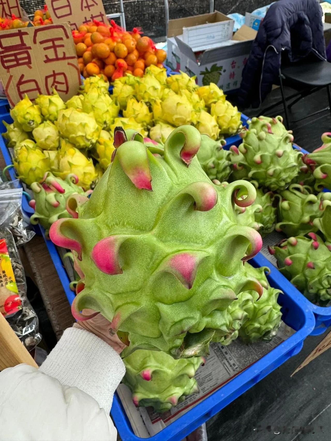 冬日生活打卡季巨型火龙果