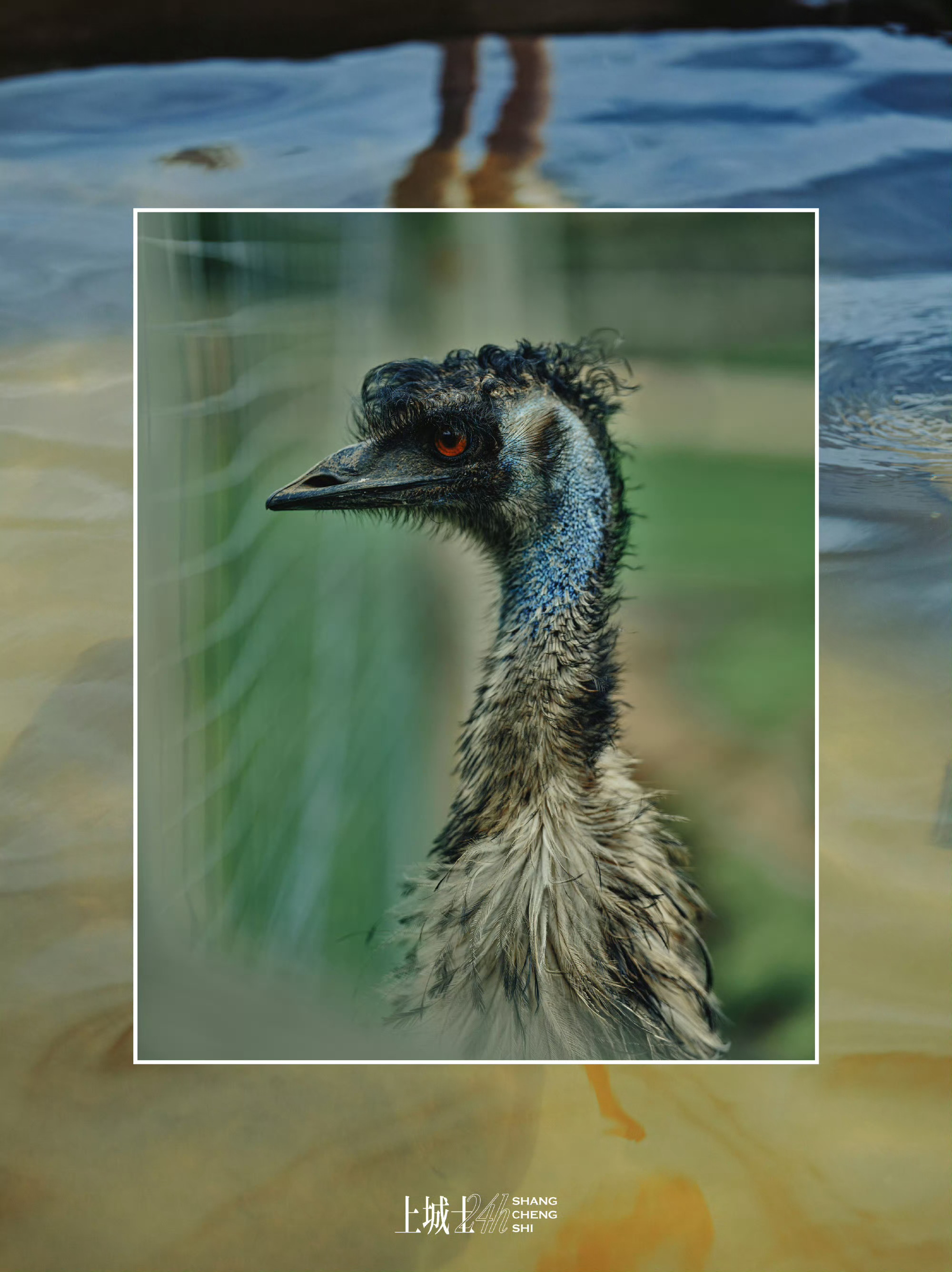 「上城士24小时｜任敏」上城士24小时人与动物的和谐相处。平面摄影师：小海 