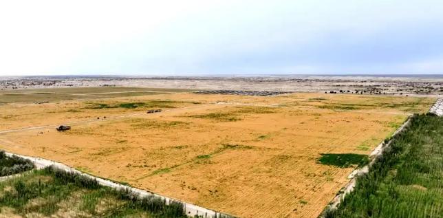 万万没想到，中国工程闹了个大“乌龙”，原本以为在沙漠种小麦产量会很低，不料一亩地